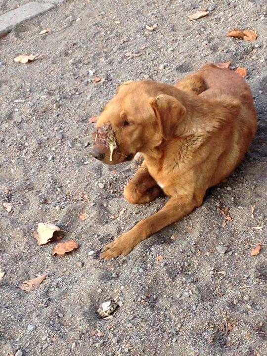 InviernoPyG's tweet photo. Se necesita urgente transporte para perrito con tumor! Esta en Quilicura.. favor contactarse conmigo +56950126317 RT! http://t.co/xTTnMoNkXG