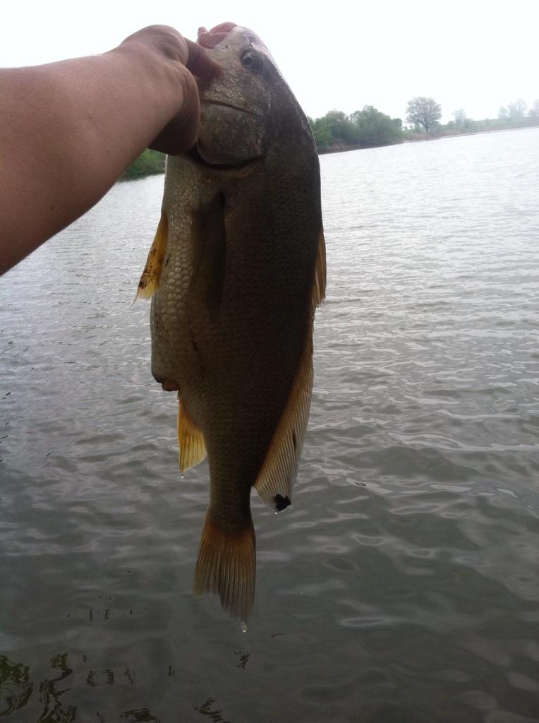 FishingMichiga1's tweet photo. Caught while bass fishing texas rig. http://t.co/Gwjnh6yG4X