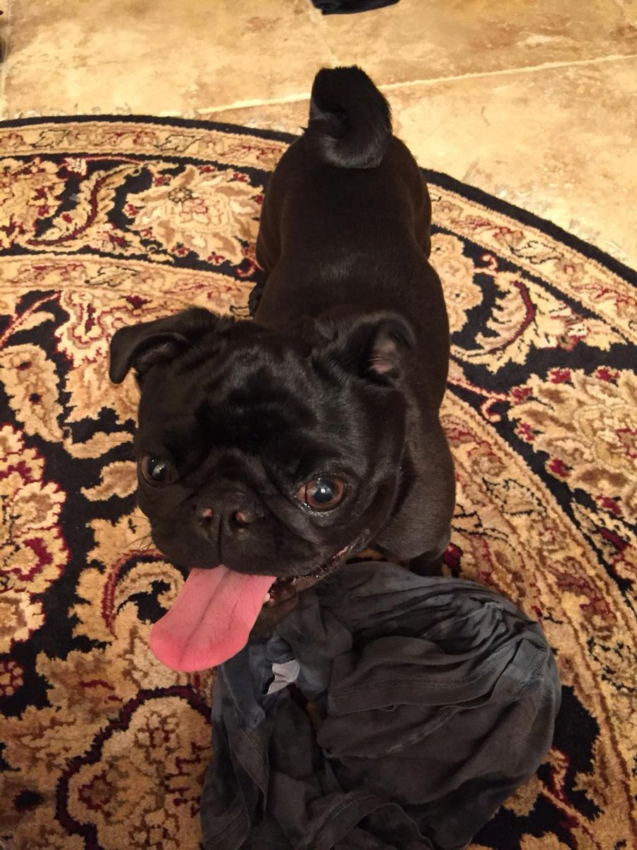 AndreaPedregon's tweet photo. Rippin up TP's #WickedQuick shirt #oops #puglove http://t.co/sUKrURnW5q