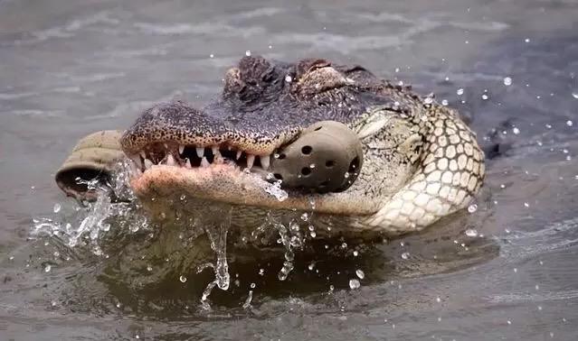 LoganPaul's tweet photo. Savage Cannibalism http://t.co/6oMdltJOFl