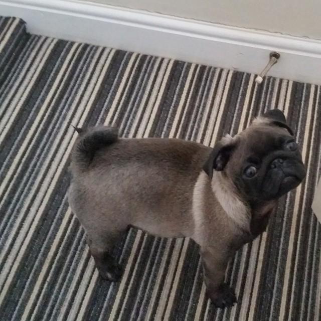 By fred_pug_ #gorgeousboy #fredpug #pugpuppy #pugspugs #pugsofinstagram #platinumpug #pugpuppy #pugstagram #dogsofi…