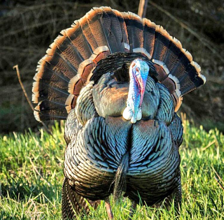Drury Outdoors 🦌 tweet media