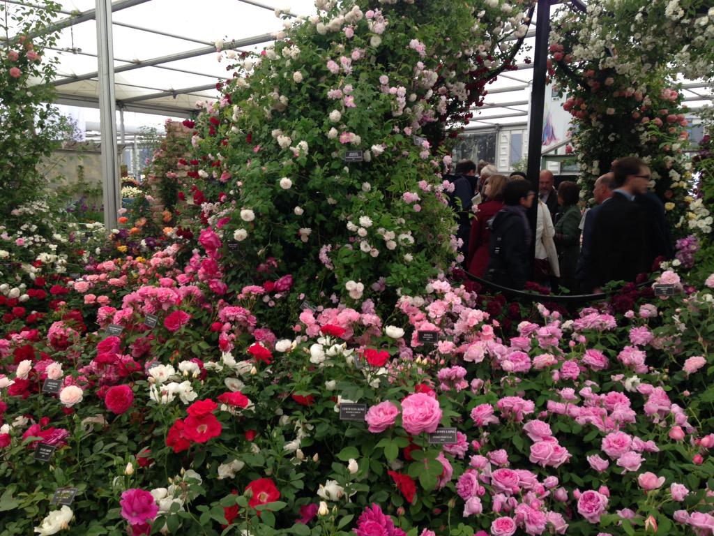 The_RHS's tweet photo. It's just an absolute rose haven in the #GreatPavilion at #RHSChelsea thanks to @PeterBealesRose 🌹 http://t.co/GQeTItlRwb
