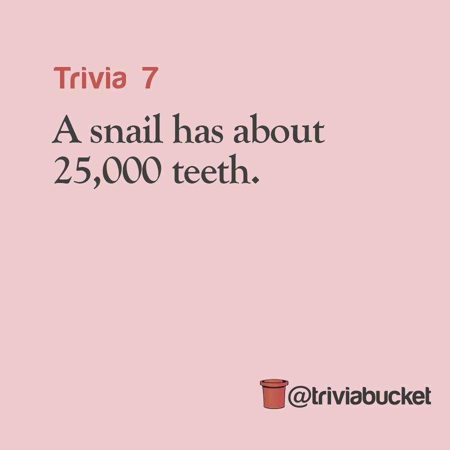 triviabucket's tweet photo. #trivia #triviafacts #funfacts #snails #snailteeth #triviabucket http://t.co/lzGmXusidD