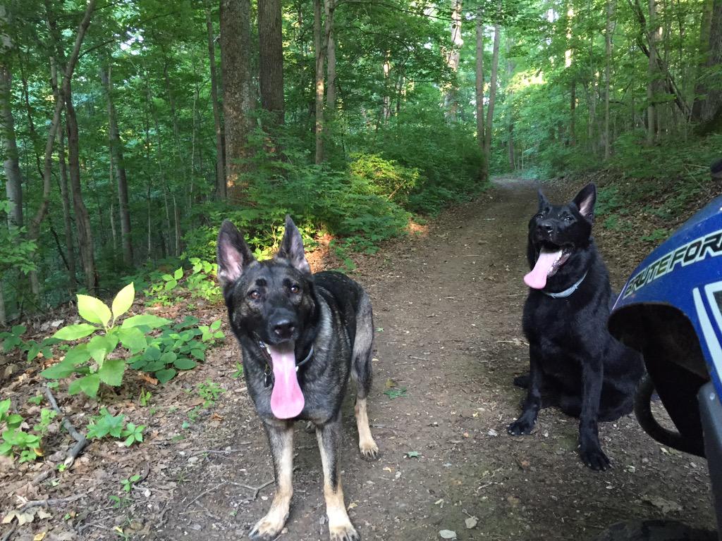 PlayBkPlay's tweet photo. #tnmornins #smokestone #hillviewkennels http://t.co/9lJTmdhahZ