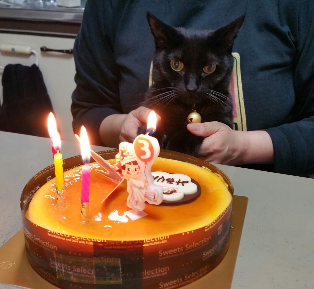 yuka2525's tweet photo. おめでとー＼(^o^)／ RT @pikako1029: 祝３歳。
お誕生日おめでとおおおおおお。
#黒猫 http://t.co/6y8ItcIHF9