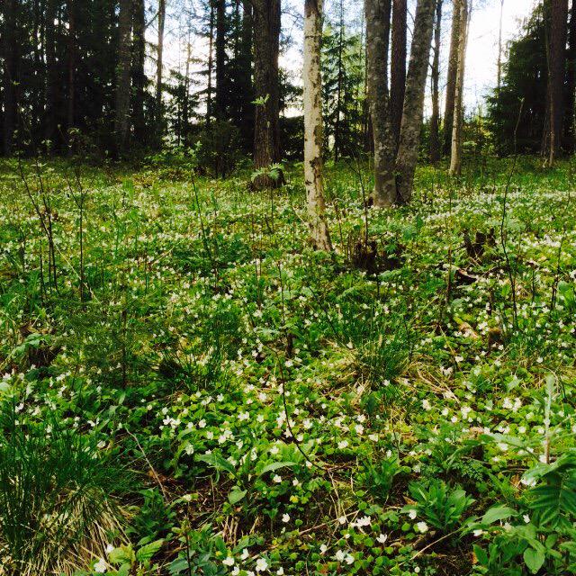 Nyt voi varmaan merkata käenkaalin kohdalle "R=runsas" <a href="/kevatseuranta/">Kevätseuranta</a> #Jyväskylä