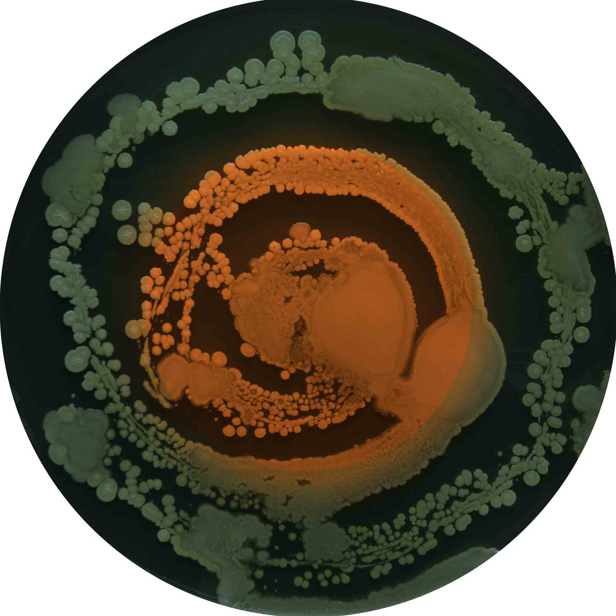 eden_media_team's tweet photo. Some of the amazing exhibits in the Invisible You: The Human Microbiome exhibition opening this Friday @edenproject http://t.co/1hXqXjpwn5