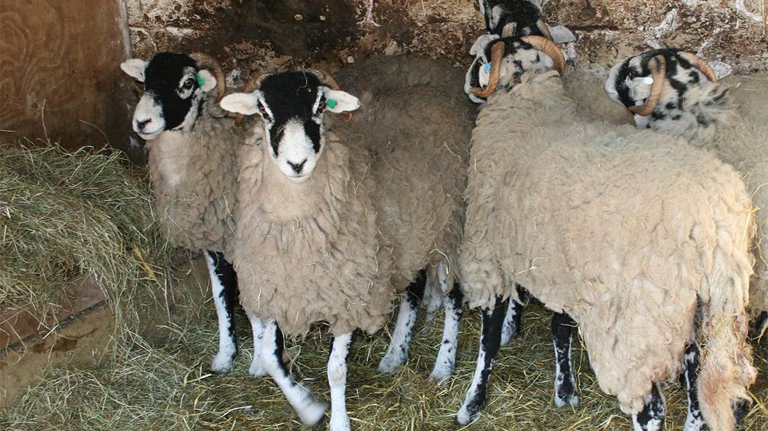 Police urge farmers to be vigilant following theft of pedigree sheep fginsight.com/news/sheep-far…