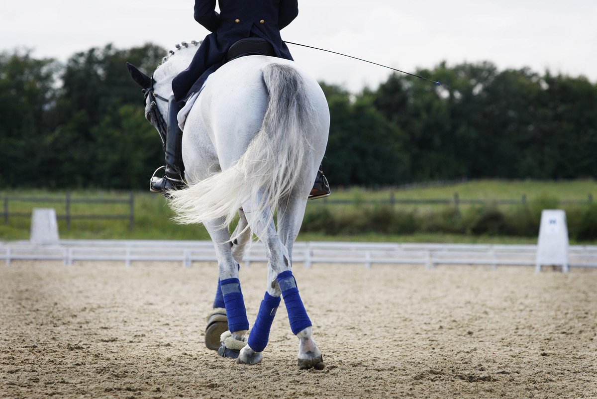 equiXTREME's tweet photo. #Premium-Pflege für jede Rasse.

#equiXTREME® "#VitalShampooWhite" http://t.co/ZbDKGfaENM