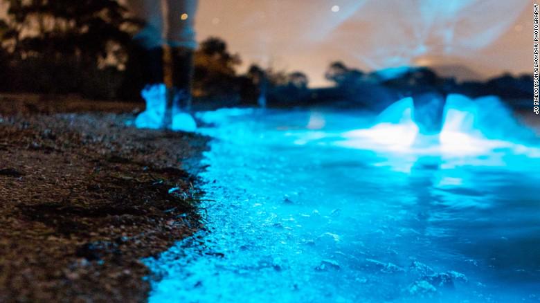 CNNSocialDesk's tweet photo. Bioluminescence is turning Australia's coastlines blue: http://t.co/NgIqxd2EZn http://t.co/76baLSmYHm