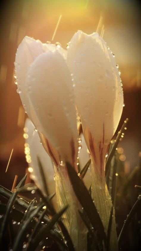 FloweJr's tweet image. White Crocus Junior