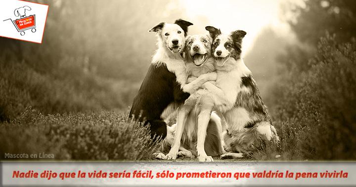 Vale la pena vivirla #vivetumascota