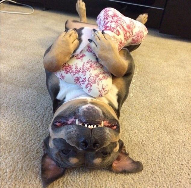 HarryBarkerCo's tweet photo. Here's your daily dose of cuteness courtesy of our adorable friend tyson. @t_y_s_o_n #pitbullsofinstgram http://t.co/yD8vBaaVBd