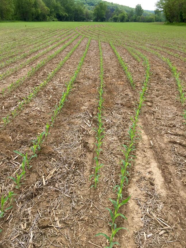 LoderFarms's tweet image. Perfect row shut offs using @precision_plant #vDrive