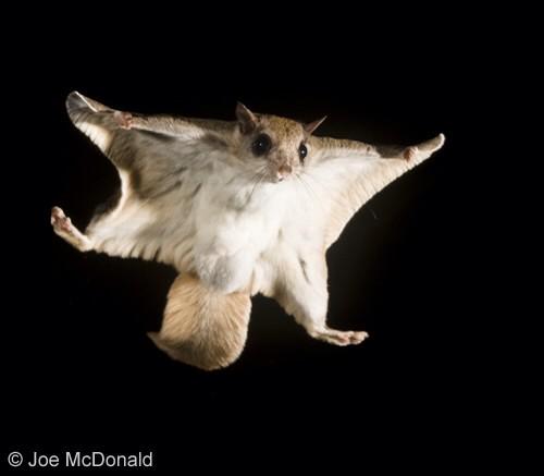 mrsdentsarmy's tweet image. This badboy be flying into our physics exam like #PhysicsiGCSE