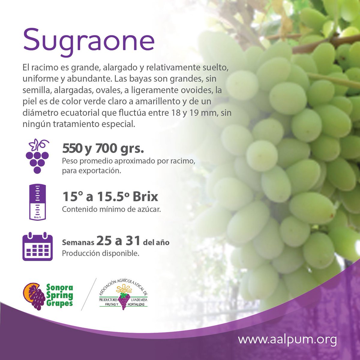 aalpumorg1's tweet photo. #VariedadUva
El racimo de la sugraone es grande, alargado y relativamente suelto, uniforme y abundante. http://t.co/HPwIiDtXjp