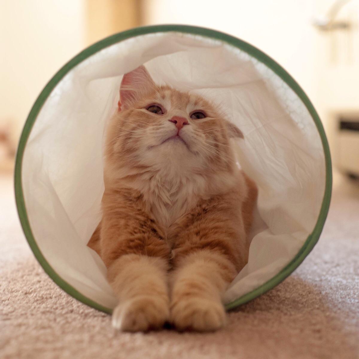 Had a photoshoot with my Maine Coon, Charlie Cheddars.