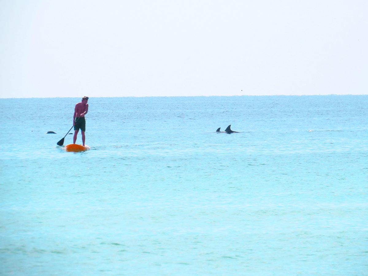 destin_days's tweet photo. Stand up paddle boarding is a must try! You may even get lucky enough to spot some marine life! #destin #florida http://t.co/zLyd53UtOn