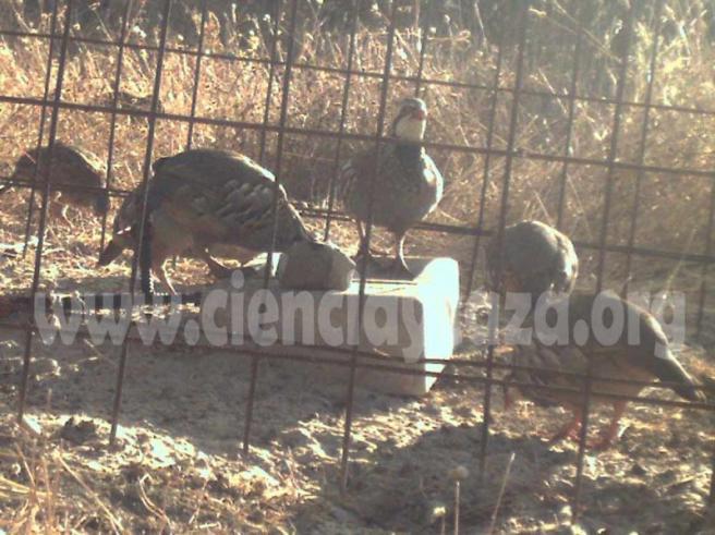 ¿Debo desinfectar los bebederos de mi coto? cienciaycaza.org/actualidad-cin… Sobre esto y mucho más en cienciaycaza.org/cursos-aula-vi…