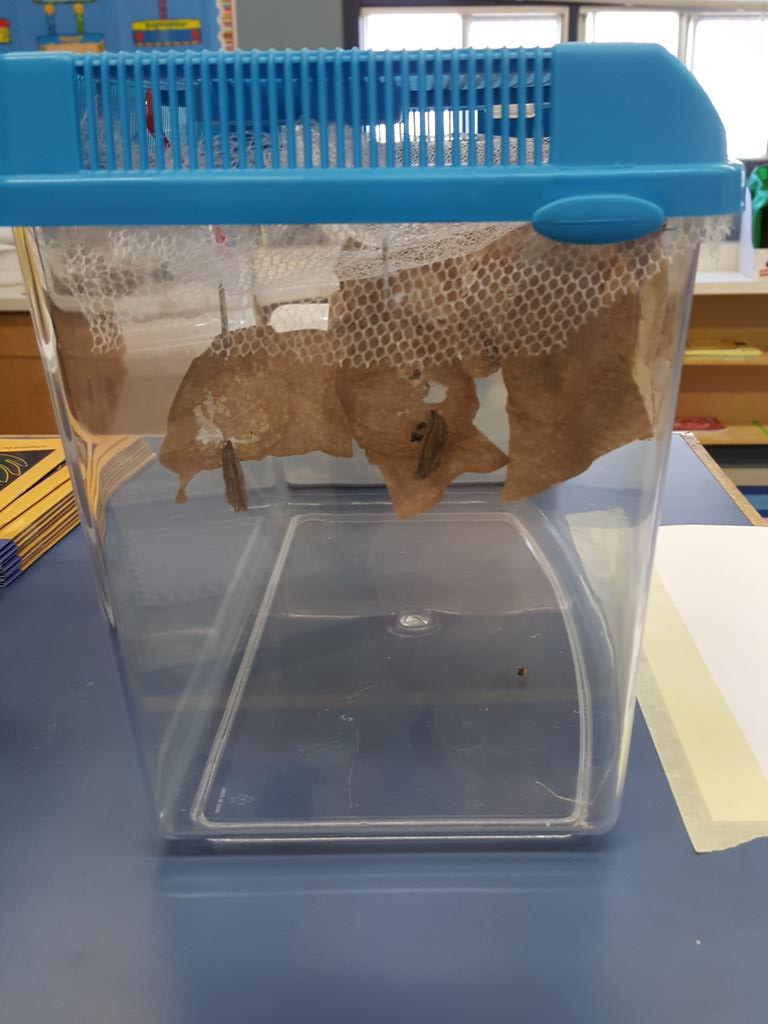 ManningGradeTwo's tweet image. Our caterpillars have turned into chrysalises! #edchat #science @prsd10