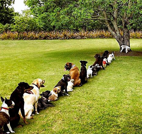 AllfordogsDerby's tweet photo. We love #dogs, dogs love us, we #follow #doglovers, doglovers follow us, please RT &amp; follow if U love dogs  http://t.co/kpN4W0Nmvy