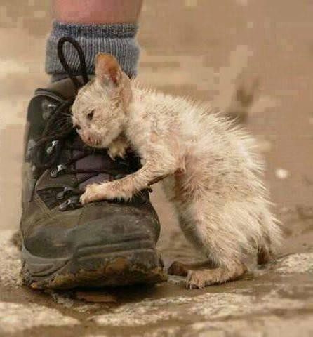 _Paisajes_'s tweet photo. Cuando abandonas a un animal porque "ya no te sirve" le enseñas a tus hijos qué hacer contigo cuando seas mayor. http://t.co/qVeLgYsl7i