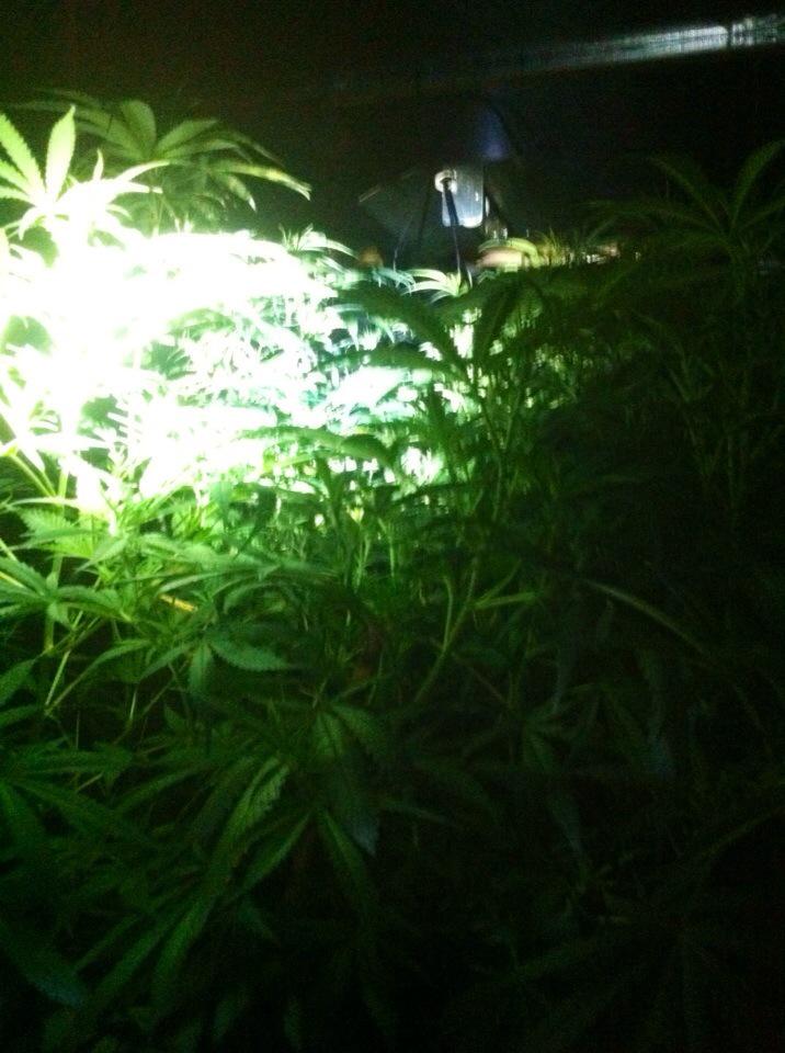 TiptonWMP's tweet photo. Anyone who is missing a million worth of cannabis from a factory in Tipton please come to Tipton nick 2mo..... http://t.co/BxWPfAZ5L1