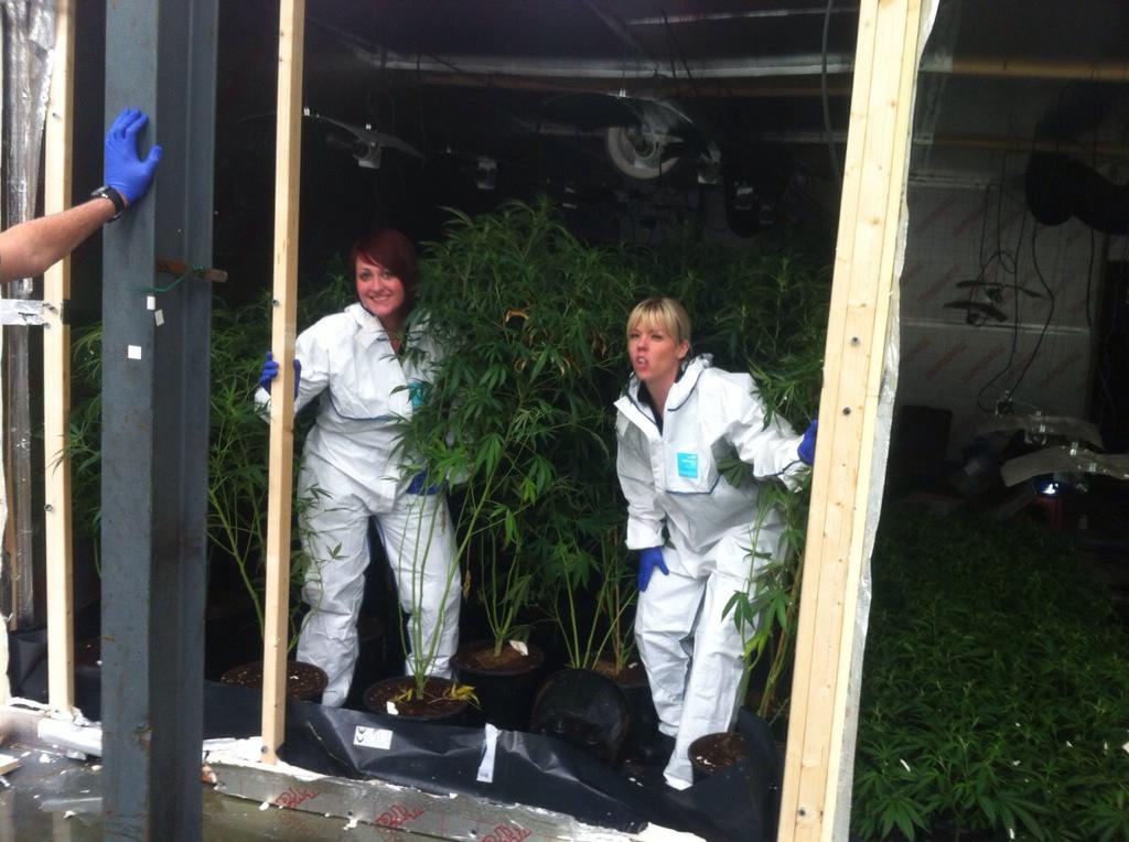TiptonWMP's tweet photo. Anyone who is missing a million worth of cannabis from a factory in Tipton please come to Tipton nick 2mo..... http://t.co/BxWPfAZ5L1
