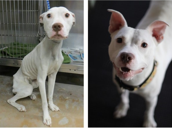 BuzzFeed's tweet photo. 9 inspiring pictures of dogs before and after their rescue http://t.co/xusUIErxtz http://t.co/hG35K6ejTg