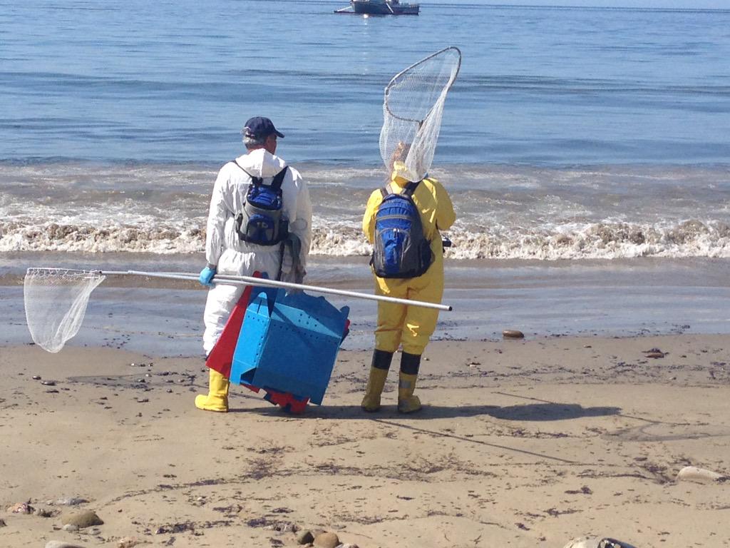 AmberLeeNews's tweet photo. The international bird rescue folks are here looking for wildlife from the #SantaBarbaraOilSpill @CBSLA #RefugioBeach http://t.co/1SwkAID20l