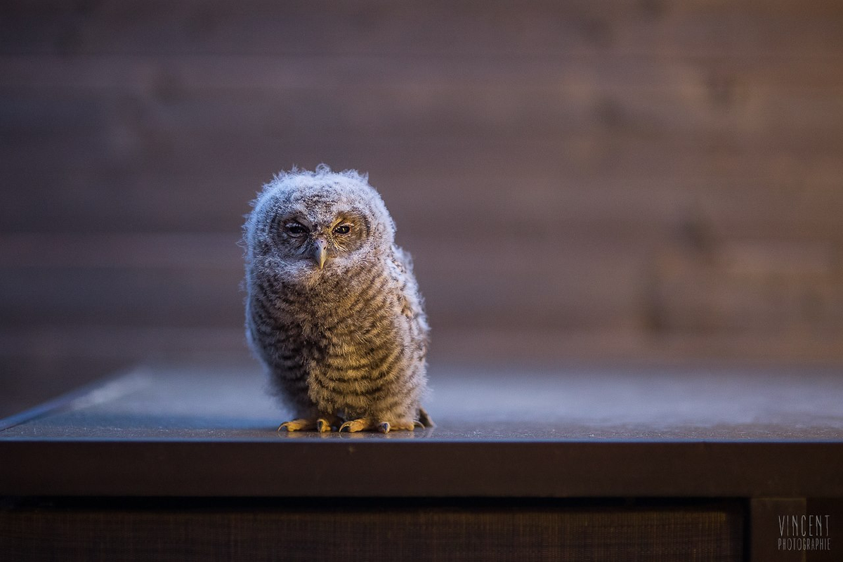CanonFrance's tweet photo. [SELECTION PHOTO] Vos plus belles photos du Printemps sont là : http://t.co/0uoytqXBtk http://t.co/qcdhOZRNOd