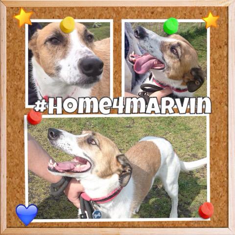 chrisdiganddougie tweet media