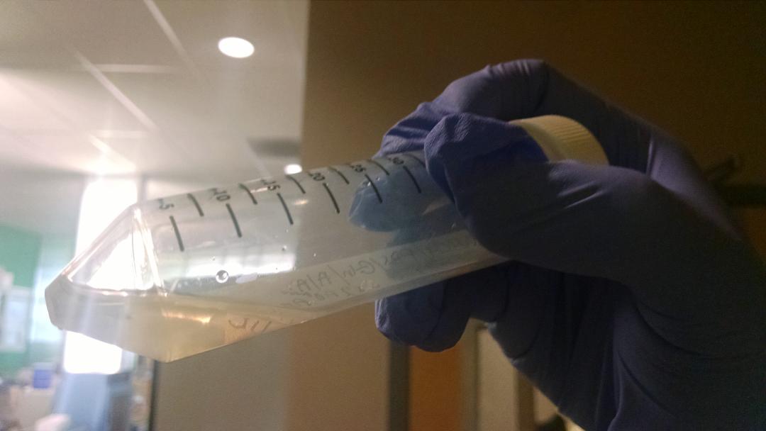 AdamSinger's tweet image. So much cool stuff happening @indbio ...got to see bone growing in a lab today. Thanks for the tour @RyanBethencourt!