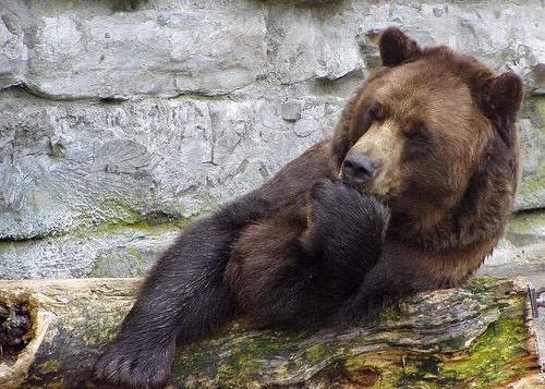 grid_bear tweet picture