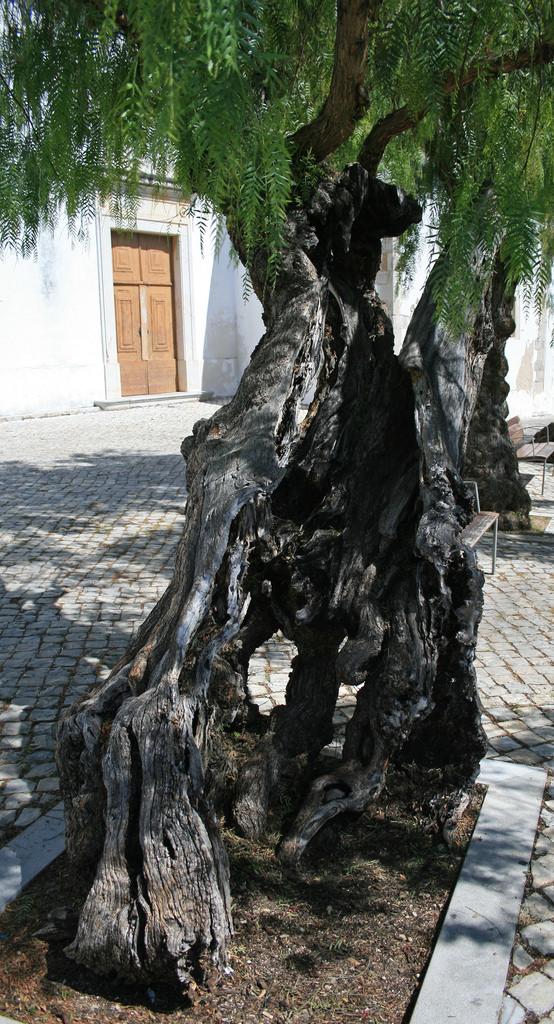 chilkathaiku's tweet photo. Six tough ice-scoured lied
consent fore ane gnarled ferias
dirty inby snuff.
#slicebar .. โพ http://t.co/DS2jC35kRx