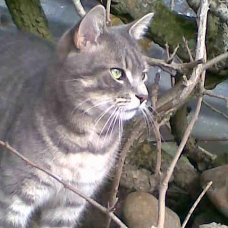 TrackingCats's tweet photo. #Missing grey and silver #cat from #Flintshire, UK. https://t.co/FlsaZg2ONx Plz RT