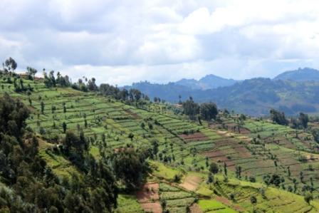 CCAdaptationRw's tweet photo. Installation of progressive #terraces infrastructures &amp; re-planting agroforestry trees of steep slopes by #RV3CBA http://t.co/MEwTxUDJuq