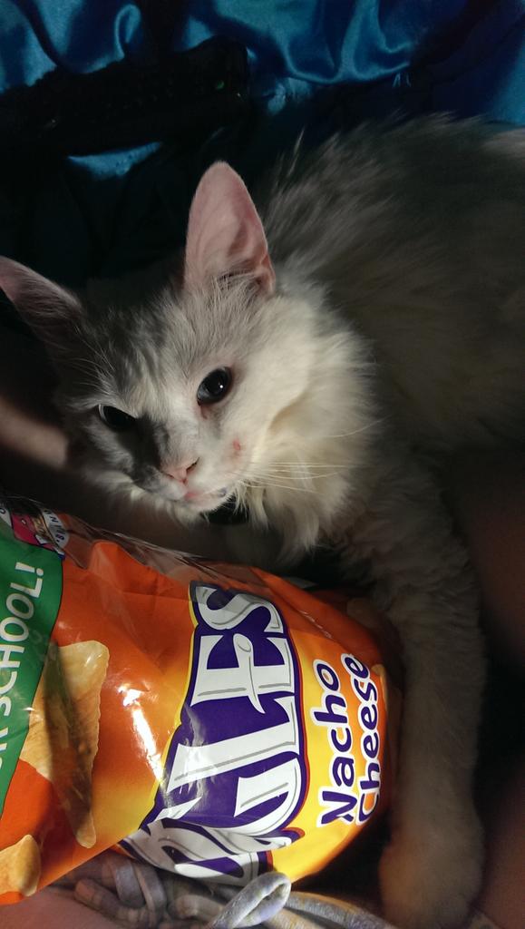 MizphitMilenko's tweet photo. My baby girl #Illusion loved cuddling mamas treats 😻 #crazycatlady #IllusionLivesForever #RIP #MyAngel #TurkishAngora http://t.co/4ZxNzXyYge