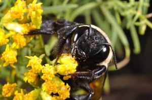 UWMadisonCALS's tweet image. A #WI pollinator plan is being developed by a partnership between @widatcp and @GrattonLab! gratton.entomology.wisc.edu/2015/05/04/pol…
