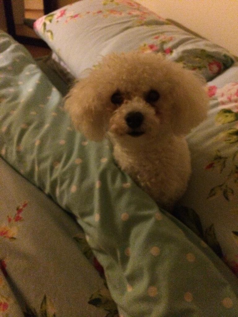jaypalmer94's tweet photo. No better feeling than coming home and cuddling this little beauty! Litrally love him so much! http://t.co/mUnMiIEJY5