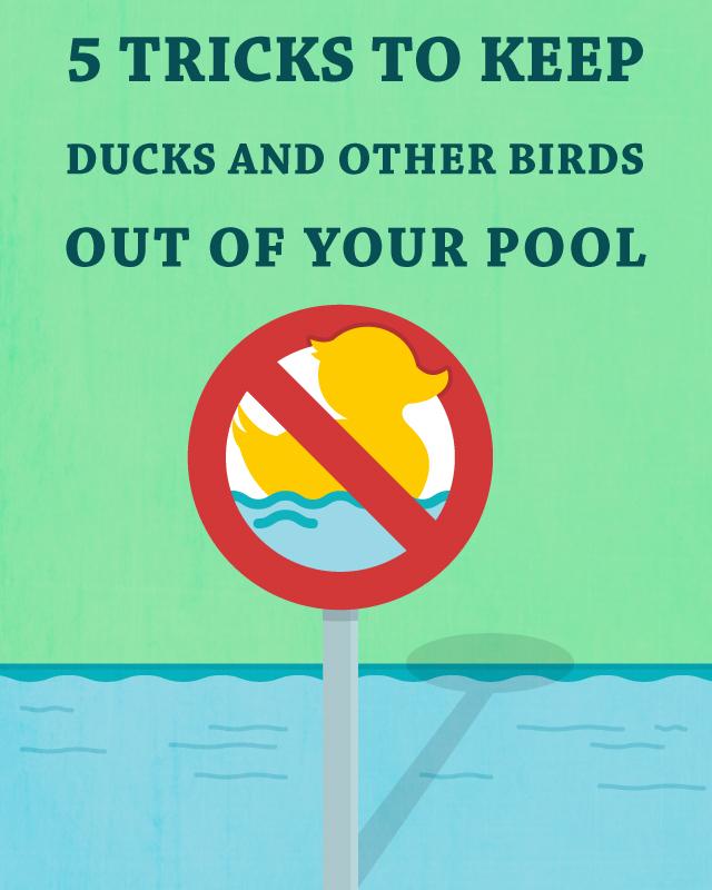SwimUniversity's tweet image. 5 Tricks to Keep Ducks and Other Birds Out of Your Pool buff.ly/1AdqHXD