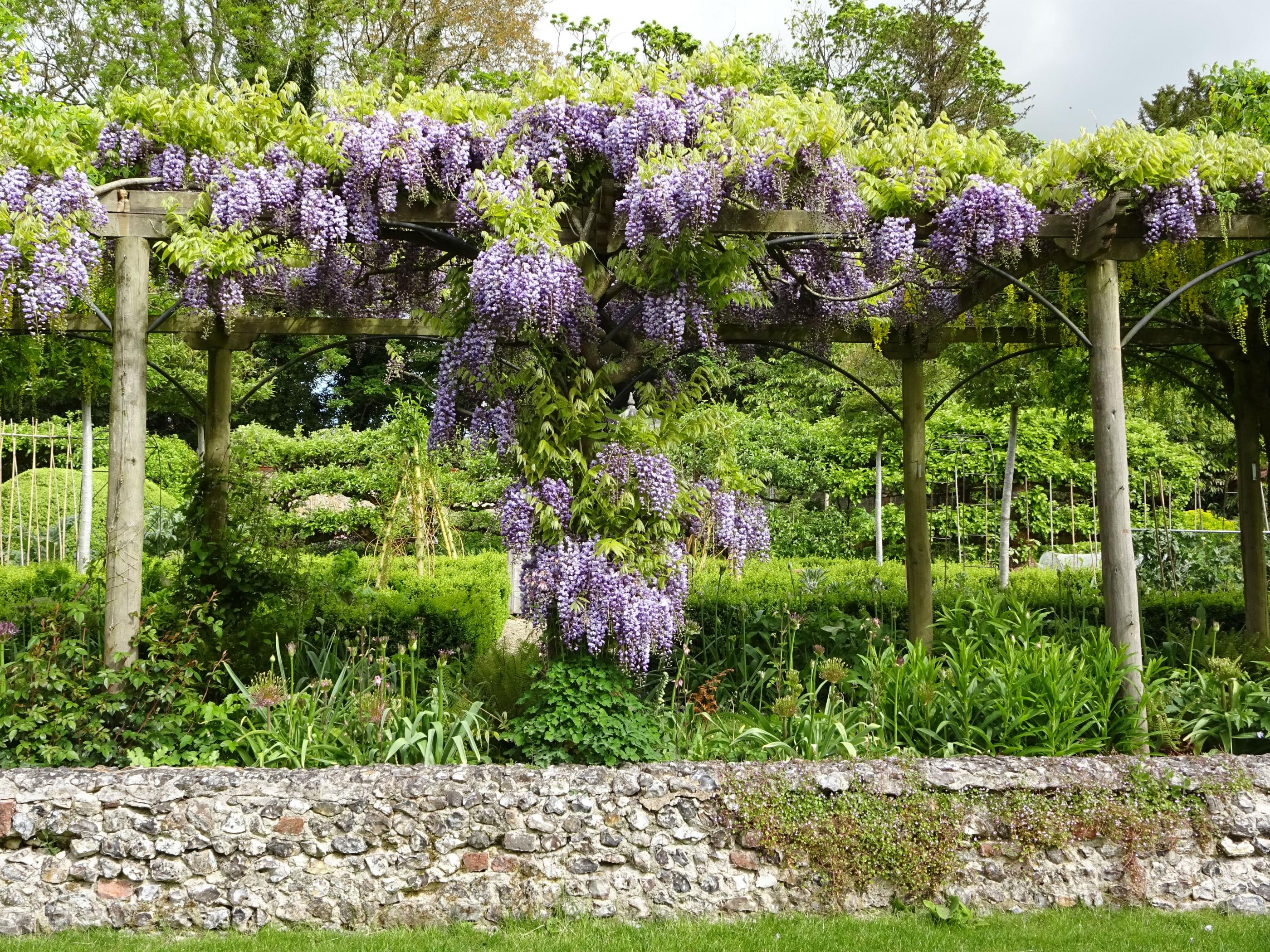 Michael Maltby Double Flowered Cultivar Wisteria Floribunda Ed S Blue Dragon Heale Http T Co Mvbktz4je6 Twitter