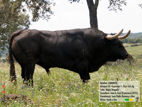Toros para el 6 de Junio en Medina del Campo de los hierros de Partido de Resina,Barcial y J.A.Ruiz (Espartaco).