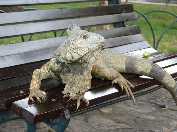 TurismoEc's tweet photo. En el Parque de las Iguanas en #Guayaquil hallarás con quien compartir banco. http://t.co/wVMGz8EuI0  @elrincondesele http://t.co/1hPpag3Pef