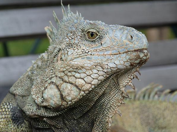 TurismoEc's tweet photo. En el Parque de las Iguanas en #Guayaquil hallarás con quien compartir banco. http://t.co/wVMGz8EuI0  @elrincondesele http://t.co/1hPpag3Pef