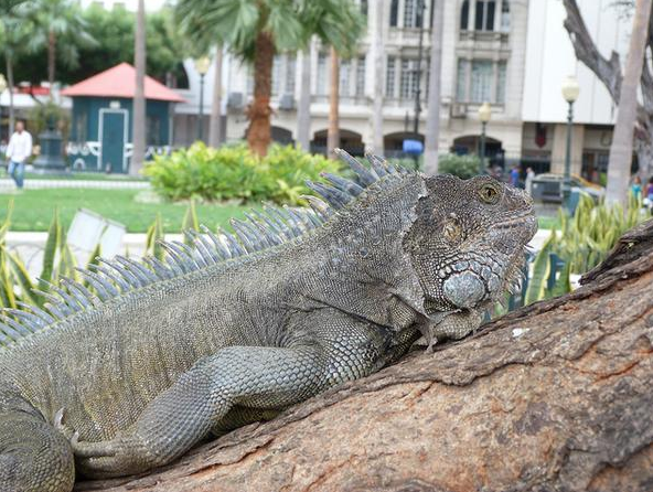 TurismoEc's tweet photo. En el Parque de las Iguanas en #Guayaquil hallarás con quien compartir banco. http://t.co/wVMGz8EuI0  @elrincondesele http://t.co/1hPpag3Pef