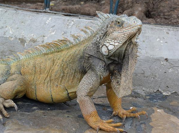 TurismoEc's tweet photo. En el Parque de las Iguanas en #Guayaquil hallarás con quien compartir banco. http://t.co/wVMGz8EuI0  @elrincondesele http://t.co/1hPpag3Pef