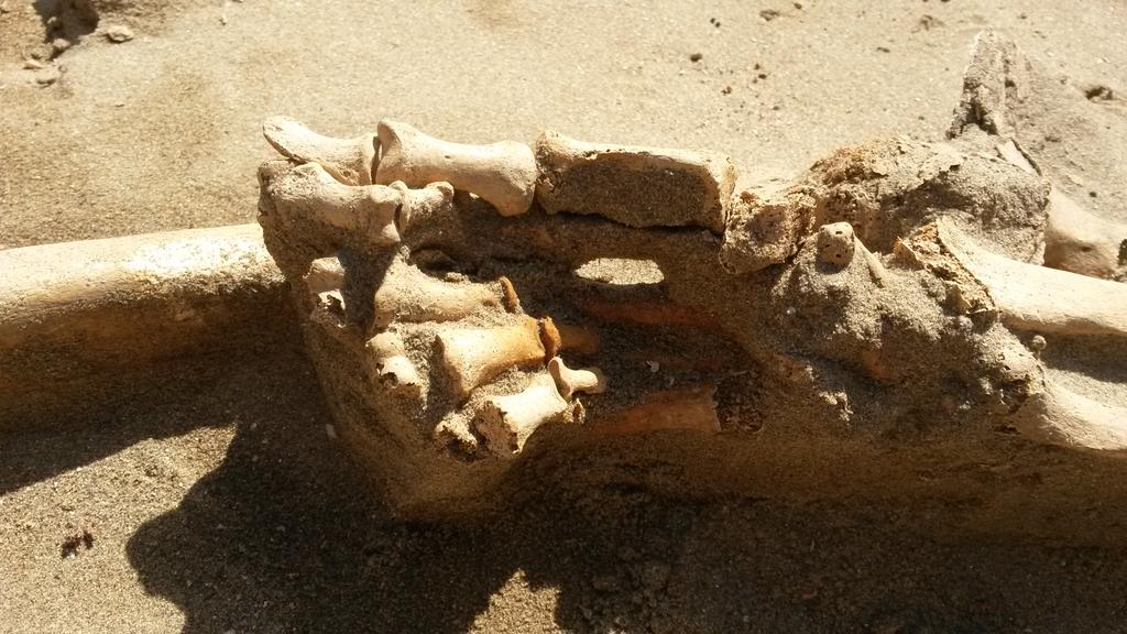 KatieAHemer's tweet photo. Amazing - close up of the hand of one individual from the double burial #stpatrickschapel @DyfedArch http://t.co/GITj7122V0