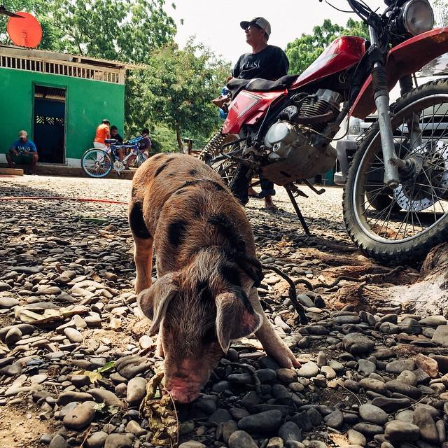 Bchristensen's tweet photo. Waiting for the panguero in #astillero. This little #piggie was very friendly. http://t.co/y3w9rJ6k7N http://t.co/BaRDUd4D5B